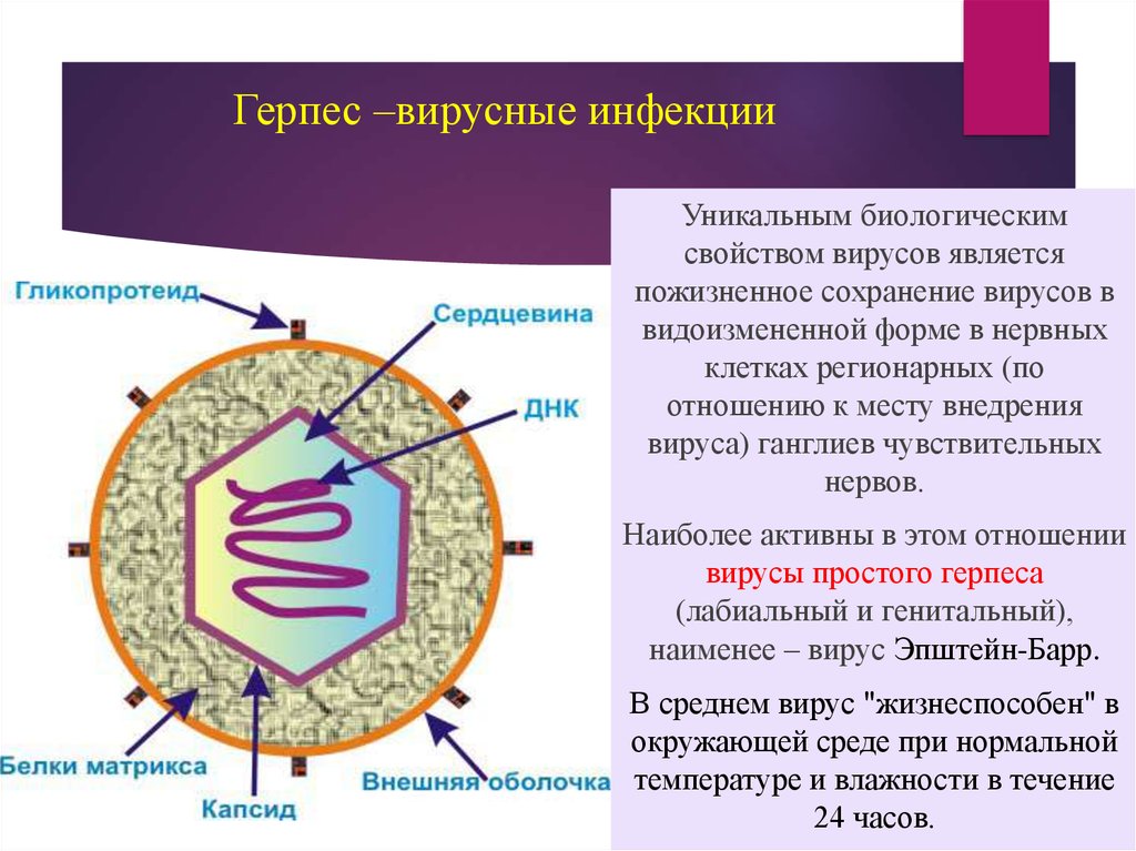 Вирус простого герпеса. Структура герпеса. Строение герпесвируса. Структура вируса простого герпеса.