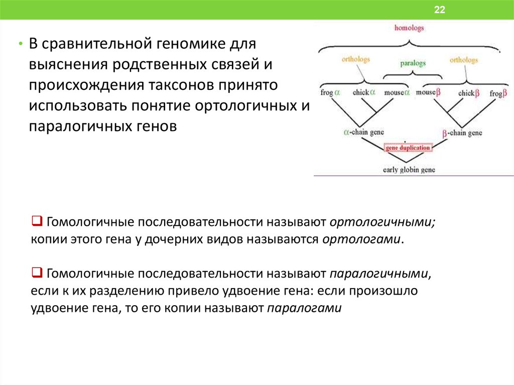 Что называется репликой. Организация генома прокариот. Генетика микроорганизмов. Ортологичных генах. Незаконная рекомбинация.