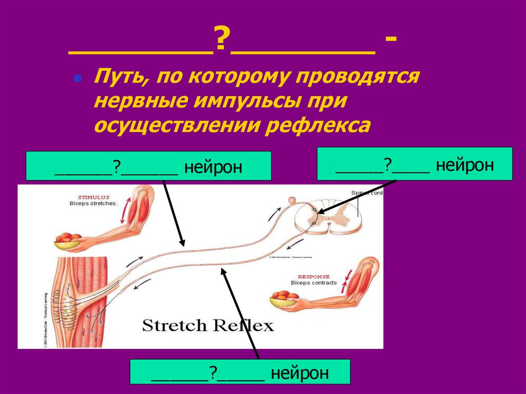 Нервные импульсы при осуществлении рефлекса. Сокоотделительные рефлексы осуществляются. Жевательная мышца функции.