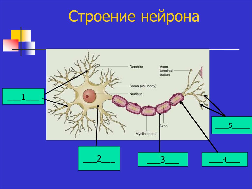 Название нервной клетки. Строение нейрона 1 2 3. Строение нервной клетки 8 класс биология. Строение нейрона биология. Строение нейрона биология 8 класс.