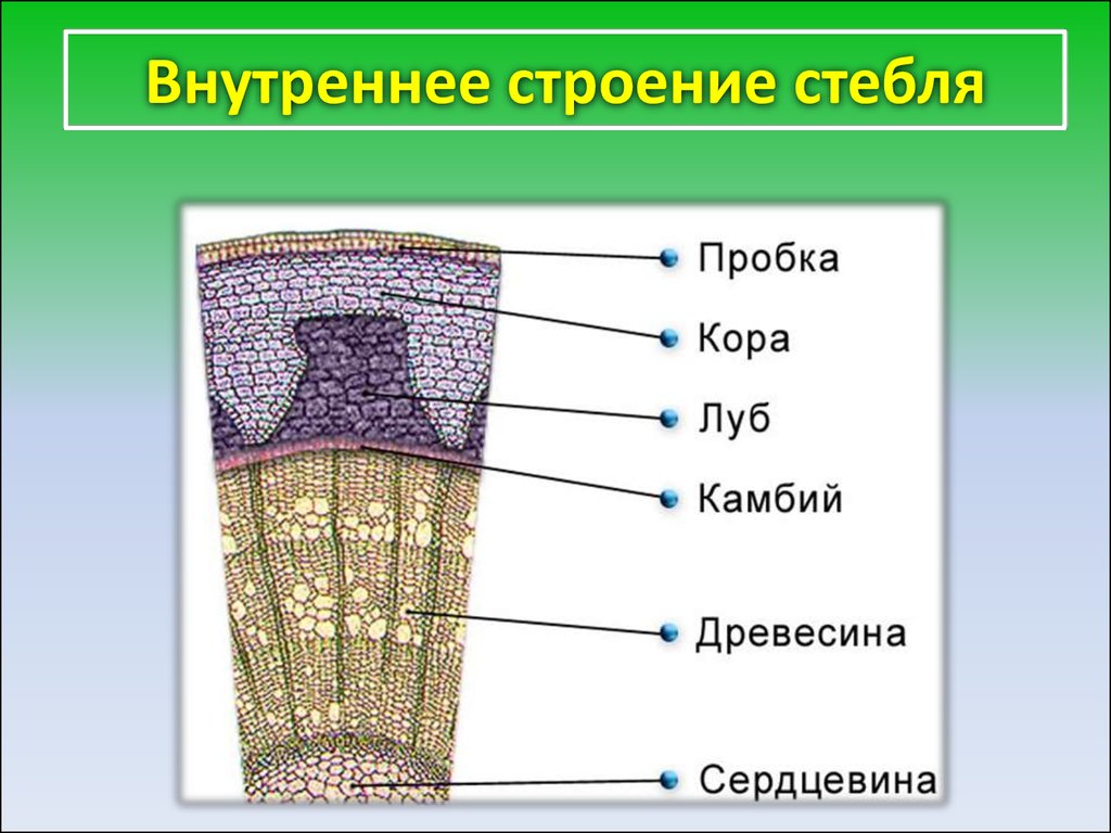 Строение стебля презентация