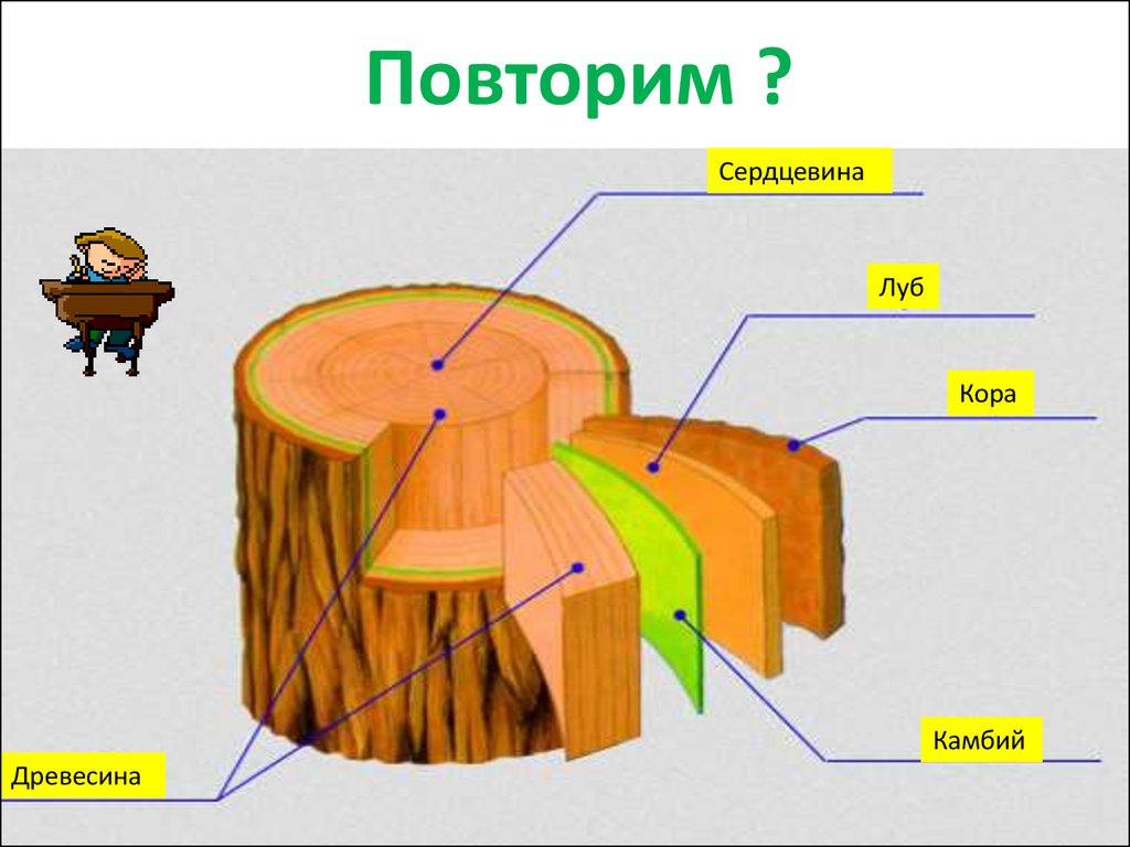 Название наружной части ствола дерева. Строение коры дерева Луб и. Строение ствола дерева 6 класс биология.