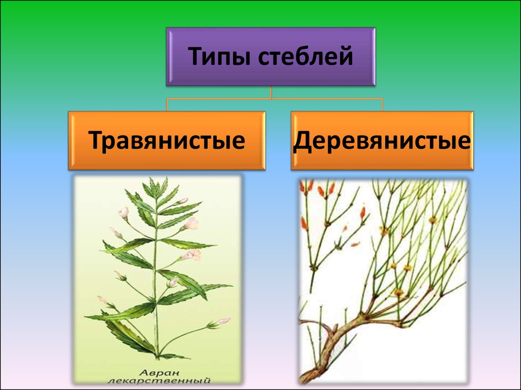 Какой стебель. Травянистые и деревянистые побеги. Стебли древесные и травянистые. Типы травянистых стеблей. Травянистый стебель.