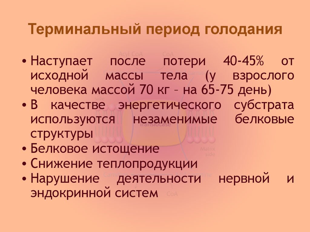 Период составляет. Терминальный период голодания. Терминальный период. Периоды полного голодания. Периоды голодания патофизиология.