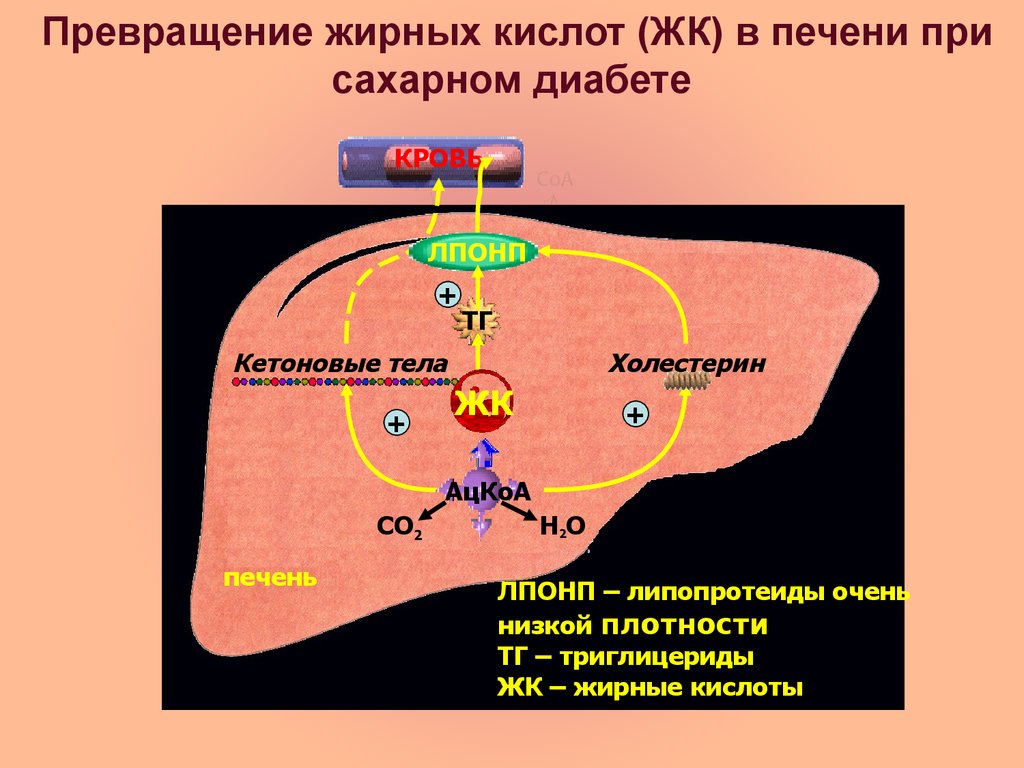 Патофизиология белкового обмена презентация