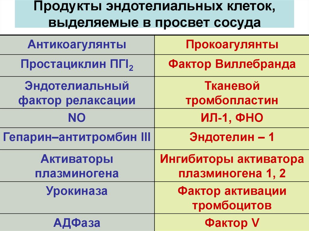 Клетка выделяет. Эндотелиальные клетки. Функции эндотелиальной клетки. Локализация эндотелиальных клеток. Плоские эндотелиальные клетки.