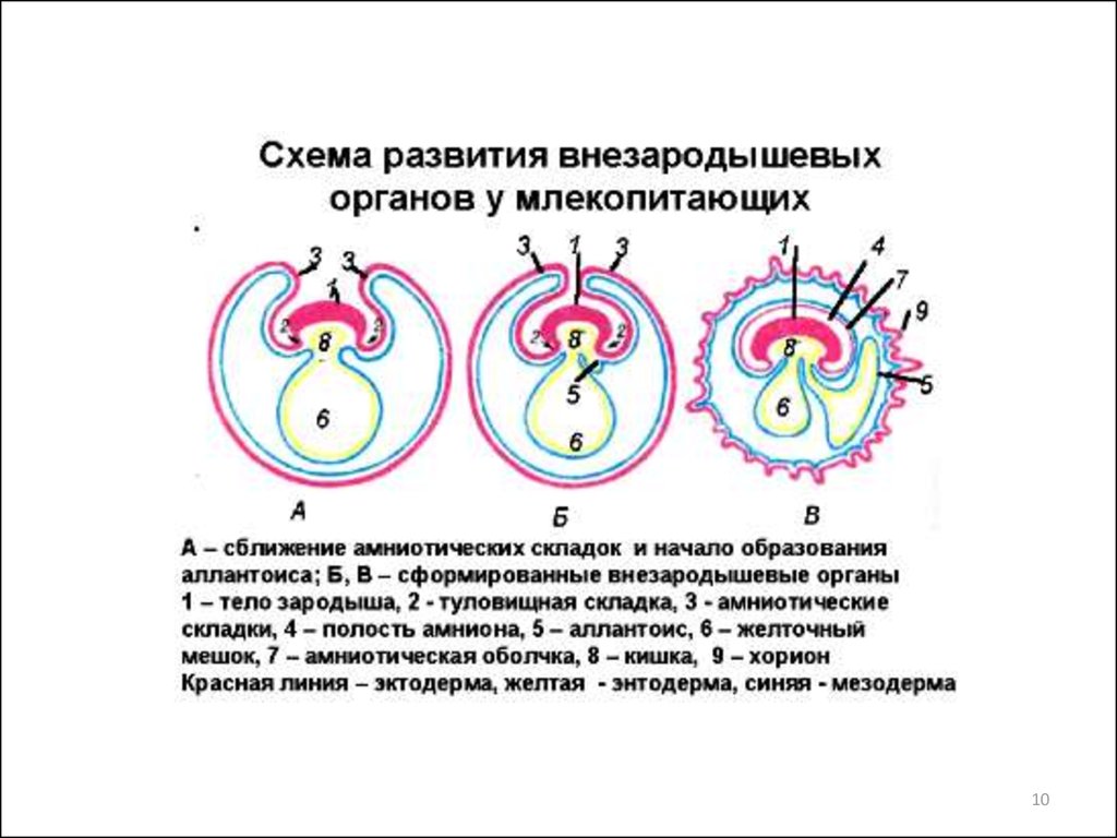 Внезародышевые органы человека. Схема развития внезародышевых органов у млекопитающих. Схема образования внезародышевых органов человека. Схема развития внезародышевых органов у зародыша человека. Схема развития внезародышевых органов у птиц.