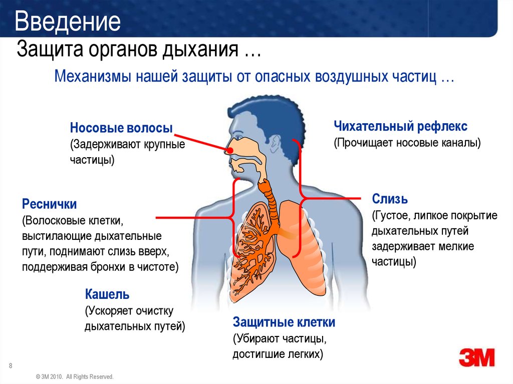 Дыхание при сильном кашле. Защитные механизмы дыхательной системы. Инфекции органов дыхания. Заболевания дыхательных путей. Кашель.