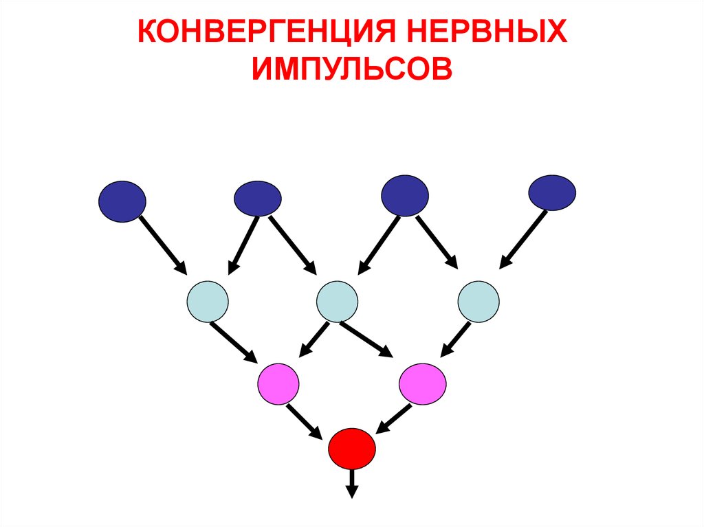 Дивергенция рисунок