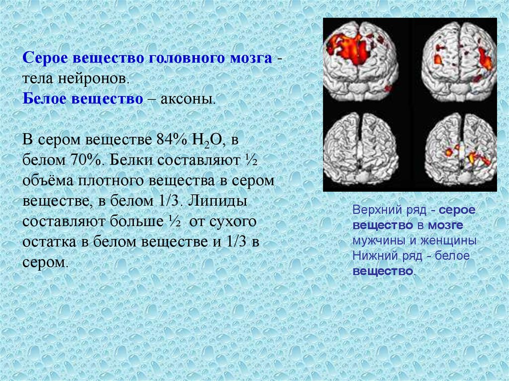 Серый мозг латынь. Серое вещество головного мозга. Серое вещество и белое вещество головного мозга. Серое вещество головного мозга состоит из. Клетки белого вещества головного мозга.
