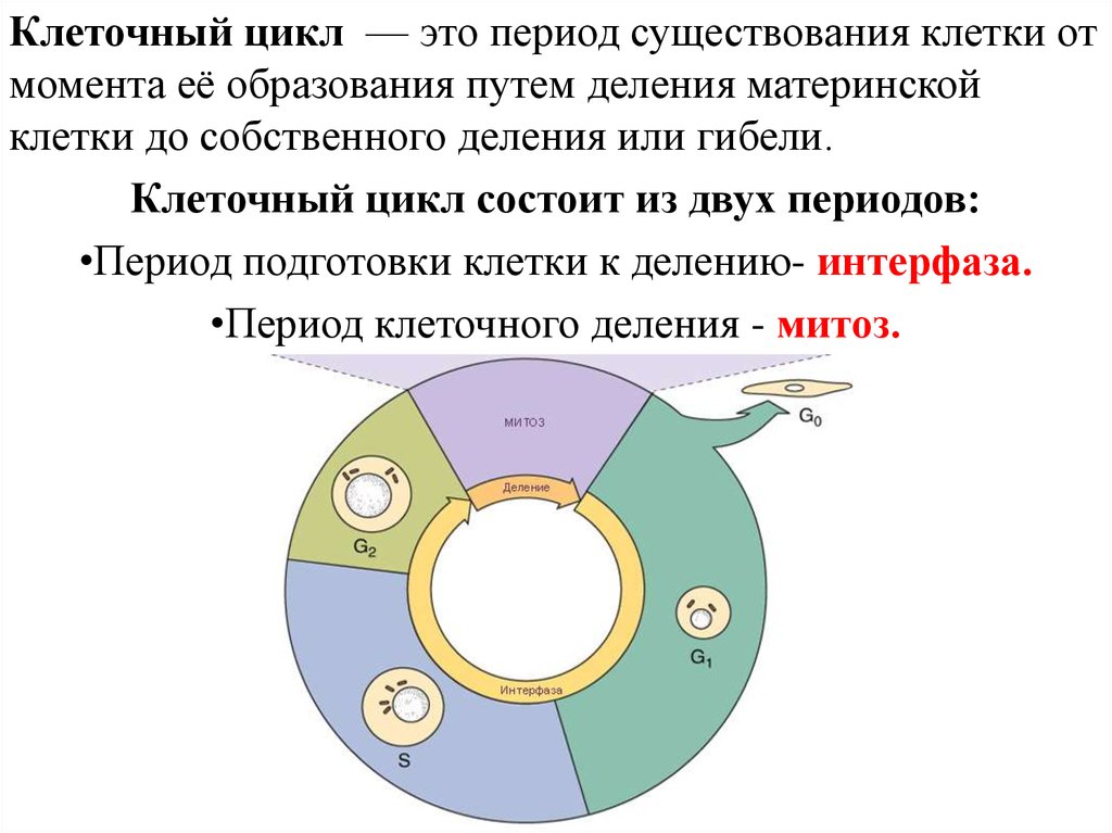 Клеточный цикл презентация