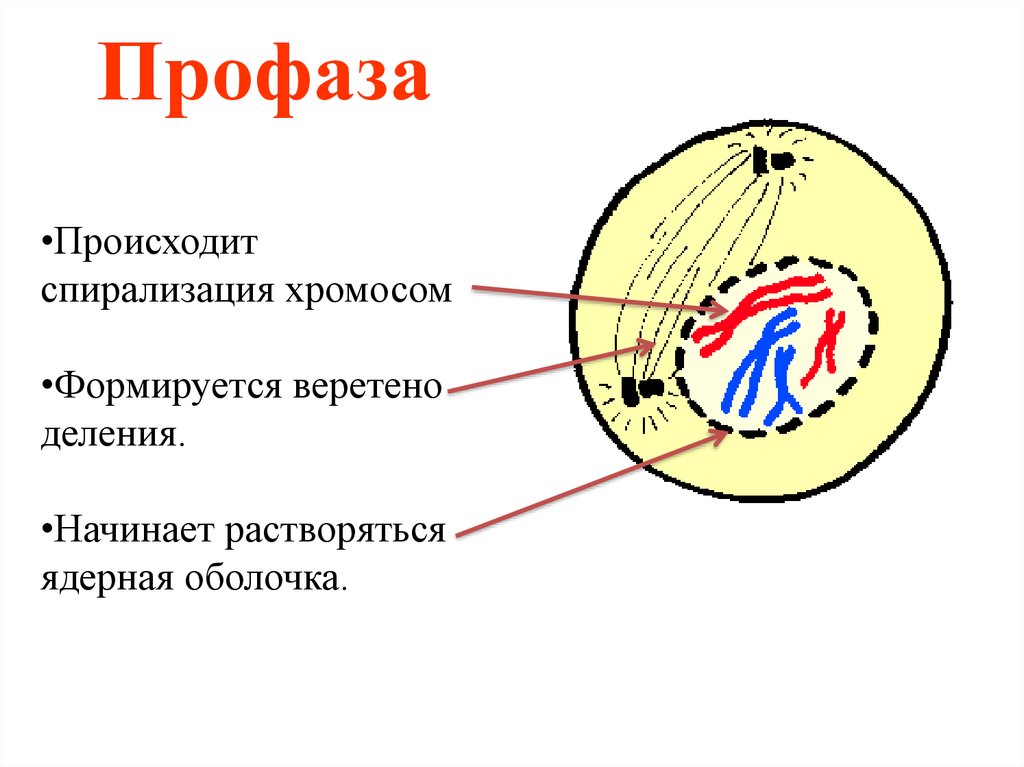 Д спирализация. Профаза 1. Профаза спирализация хромосом. Интерфаза профаза. Профаза клетки.
