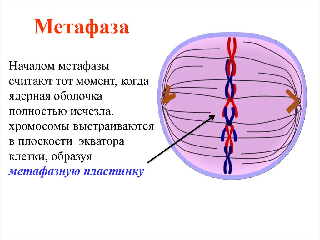 В метафазе хромосомы клетки. Метафаза метафазная пластинка. Метафаза Экваториальная пластинка. Метафаза митоза. Метафазы метафазная пластинка схема.