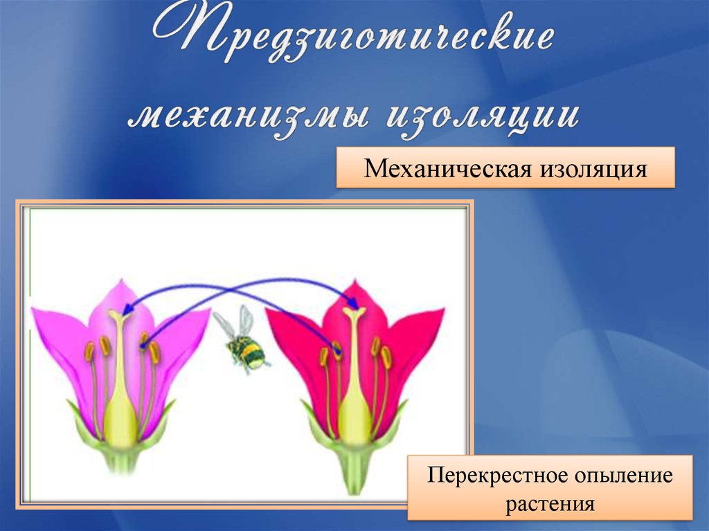 Презентация изолирующие механизмы 9 класс презентация