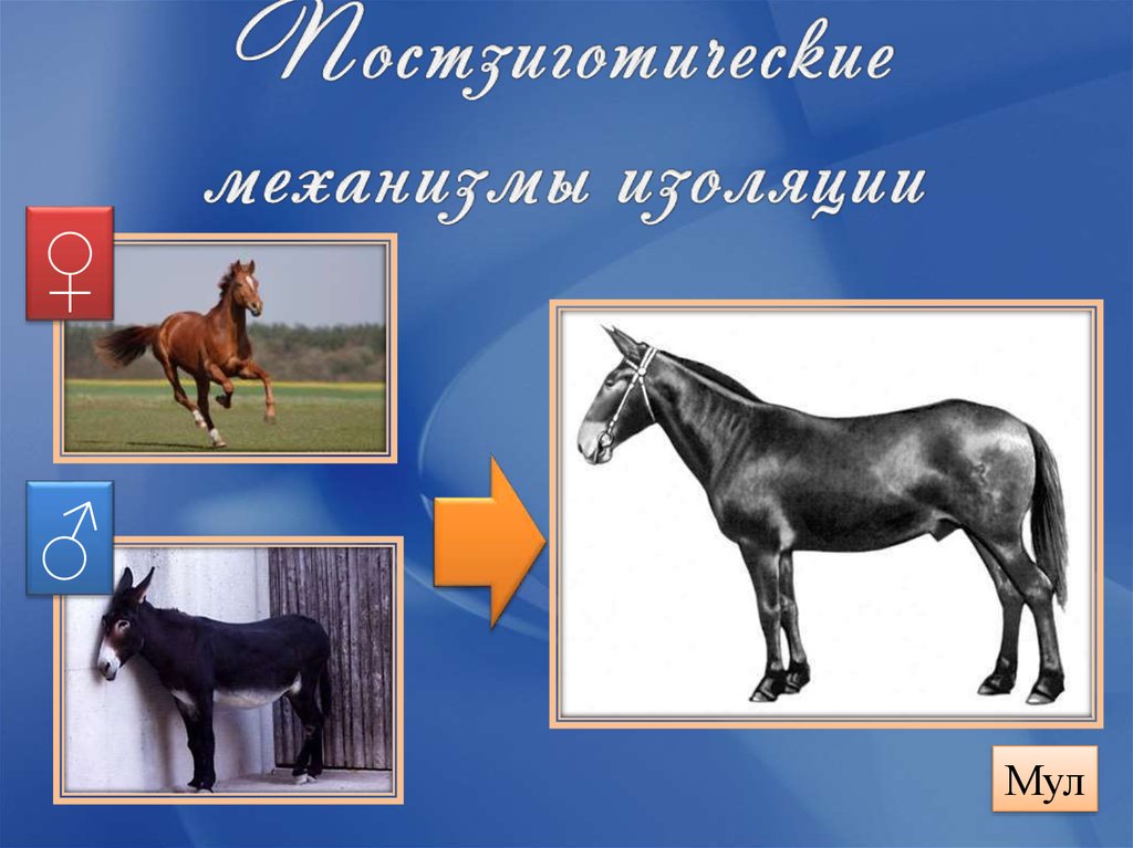 Постзиготические механизмы изоляции