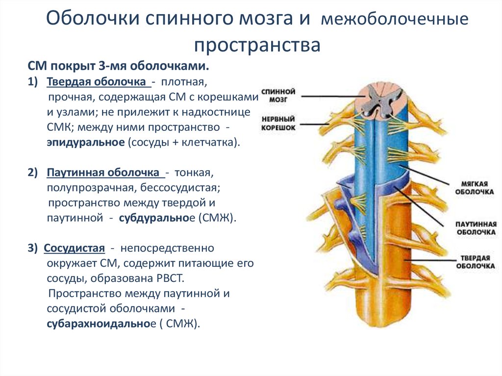 Спинной мозг выходит из. Пространство между твердой и паутинной оболочками спинного мозга:. Паутинная оболочка спинного мозга строение. Оболочки спинного мозга функции оболочек. Спинной мозг: наружное строение, оболочки, кровоснабжение.
