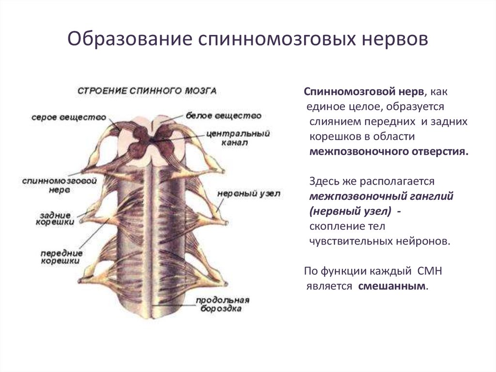 Схема спинномозговых нервов