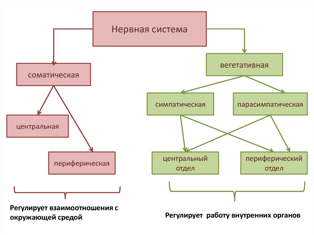 Соматическая система. Соматическая и вегетативная нервная система. Нервная система человека вегетативная и соматическая. Соматическая и вегетативная система. Соматическая нервная система схема.