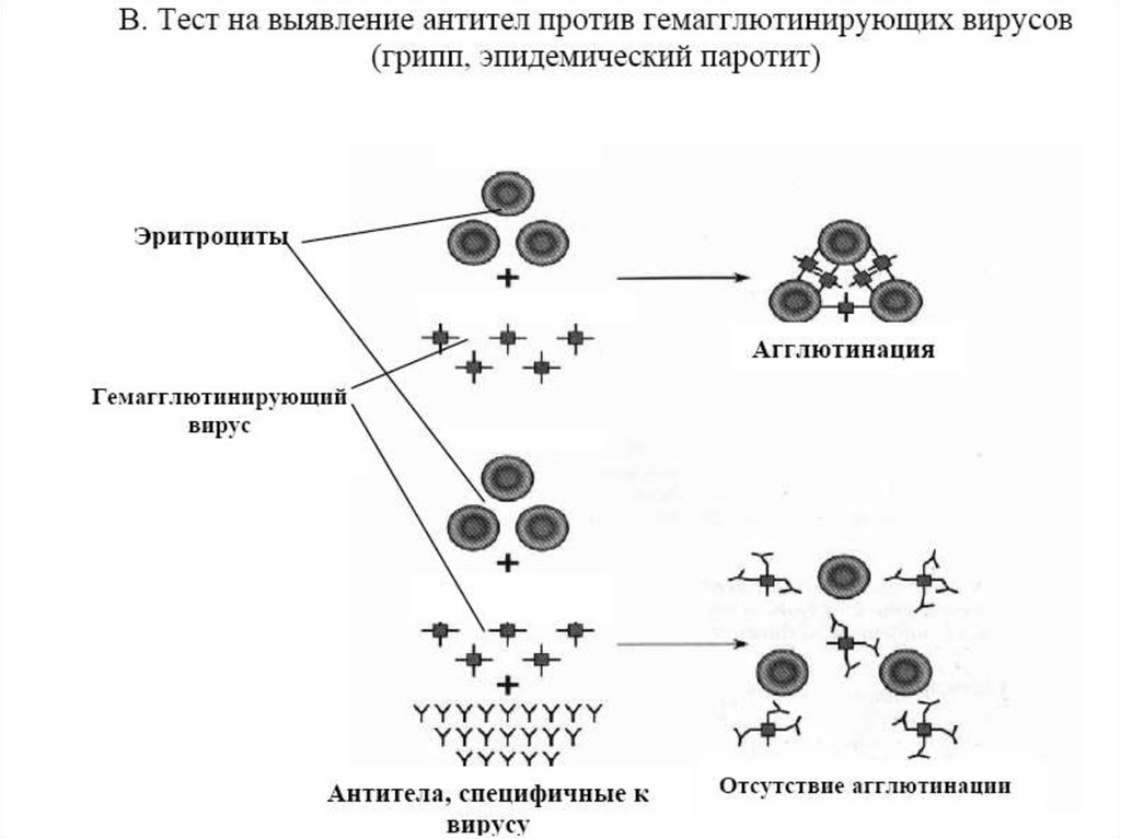 Реакция нейтрализации иммунология схема