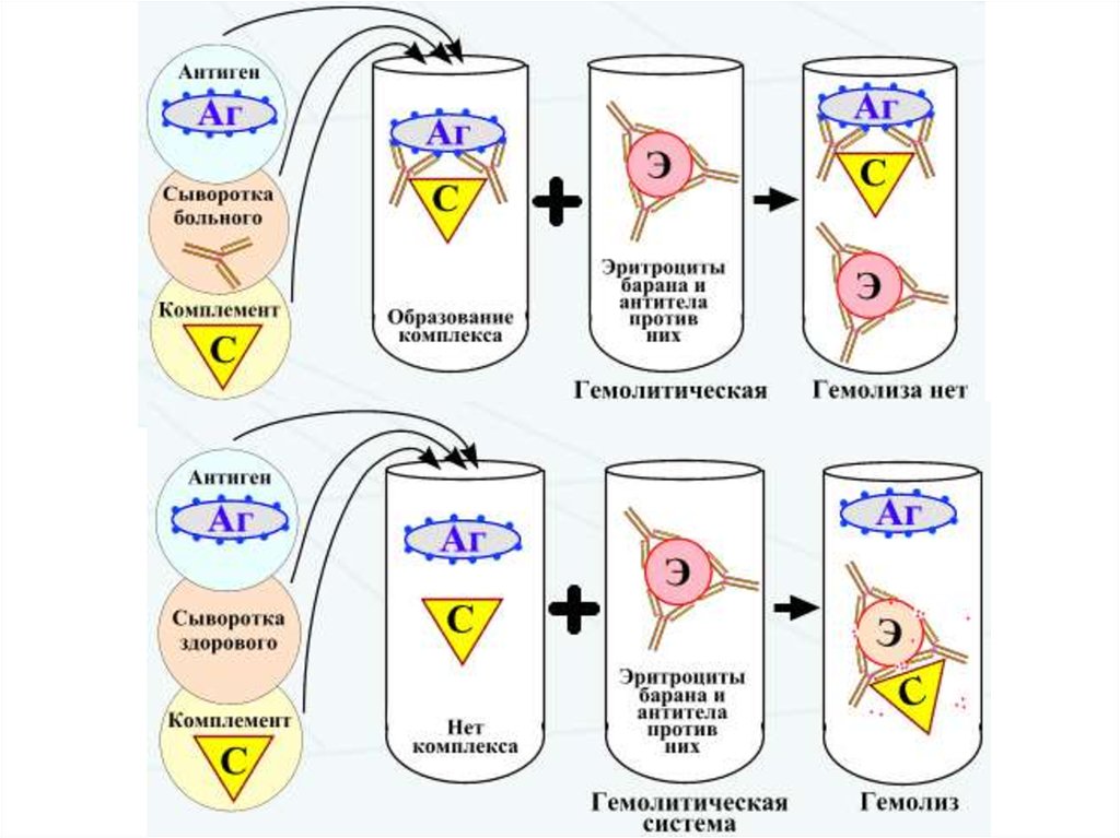 Реакция нейтрализации иммунология схема