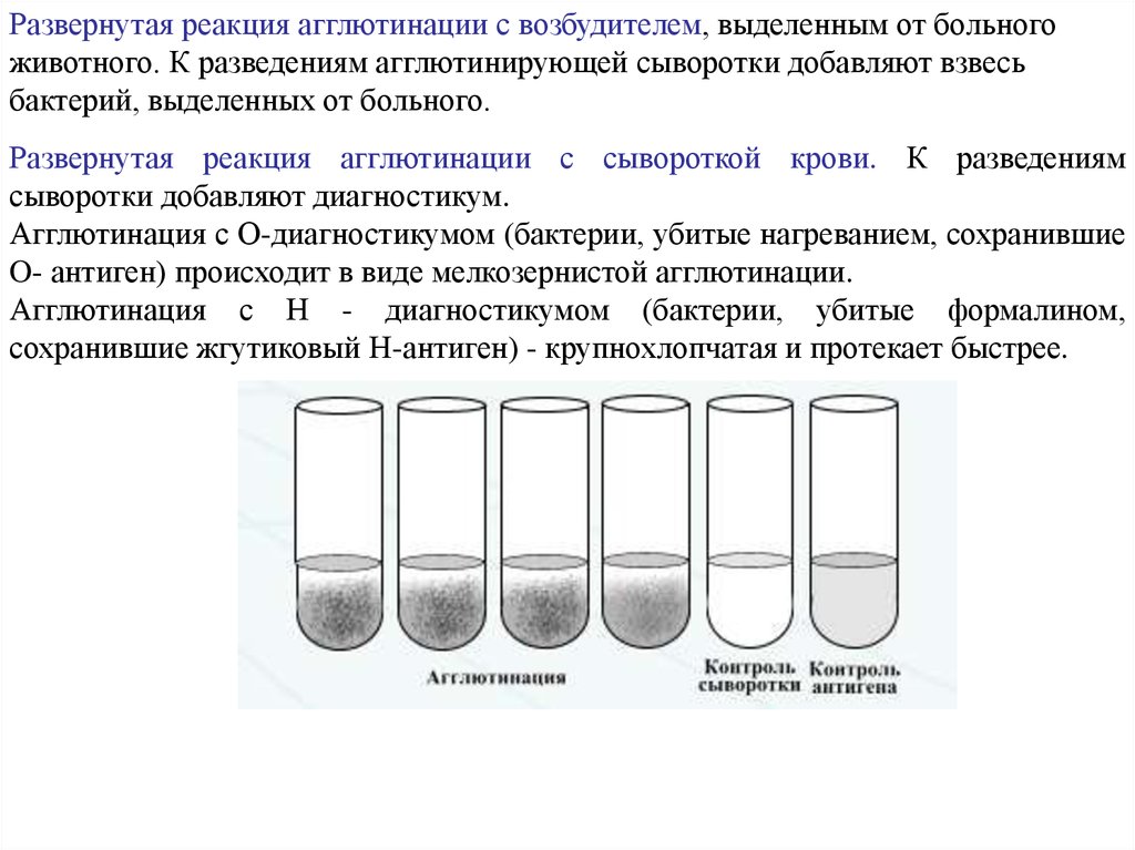 Реакция агглютинации фото