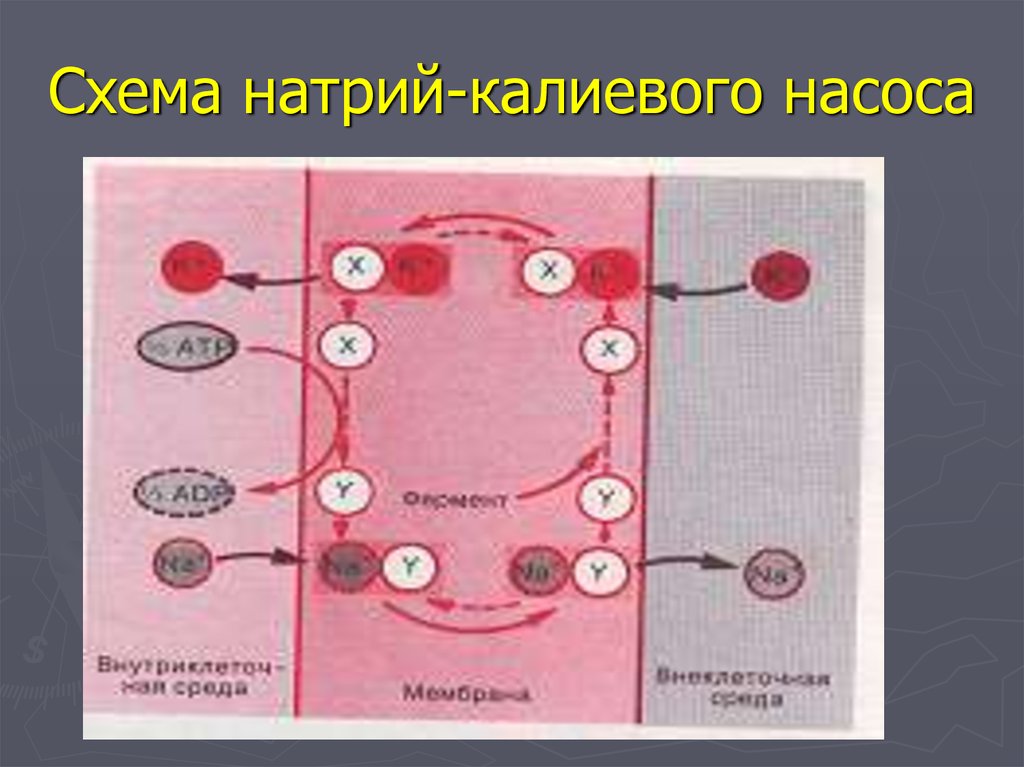 Натрий калиевый насос схема