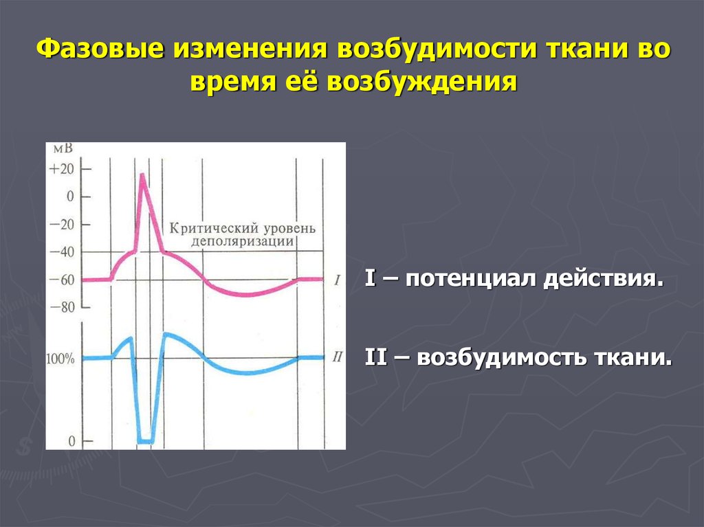 Возбудимость тканей. Фазы изменения возбудимости физиология. Фазовые изменения возбудимости. Фазовые изменения возбудимости в процессе возбуждения. Фазовые изменения возбудимости при возбуждении.