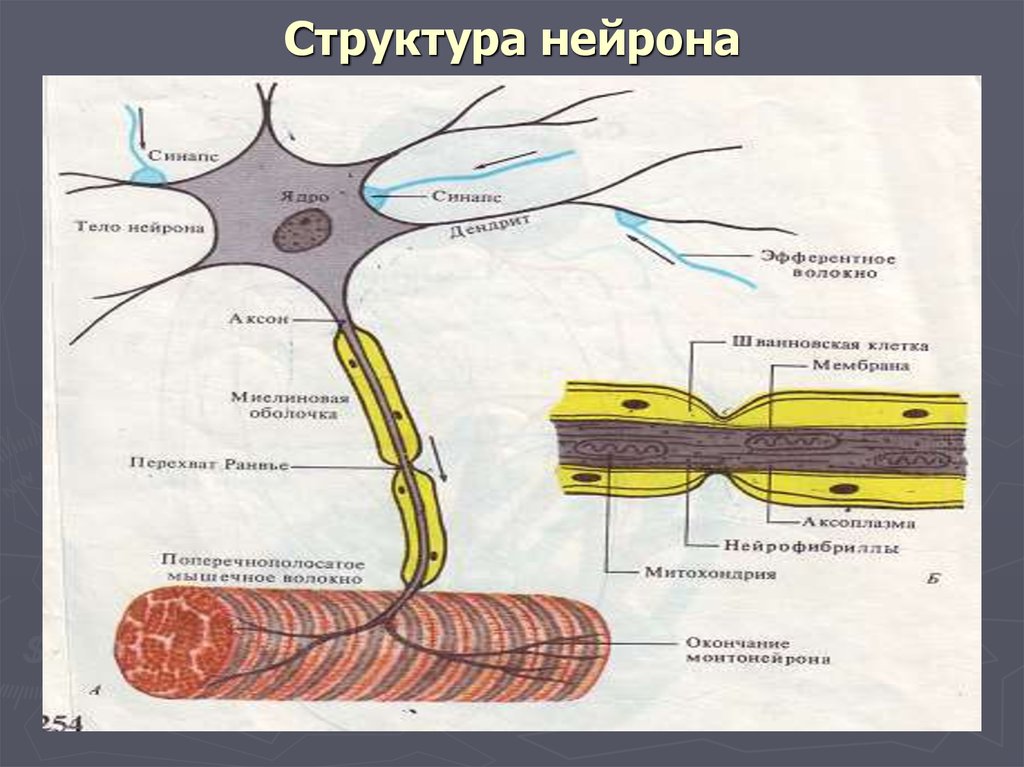 Строение нервной клетки. Строение нейрона и нервного волокна. Строение нейрона физиология. Строение нервной елнгткм.