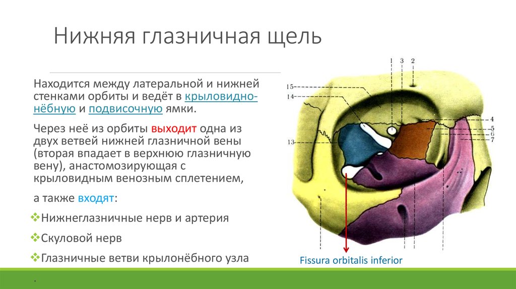 Клыковой ямки. Глазница черепа анатомия. Средняя черепная ямка глазничная щель. Костные стенки глазницы анатомия. Верхняя глазная щель анатомия.