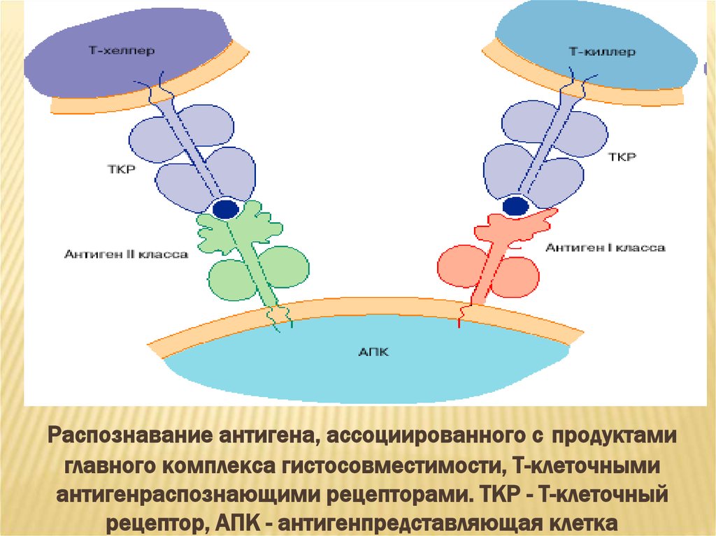 Презентация антигенов иммунология