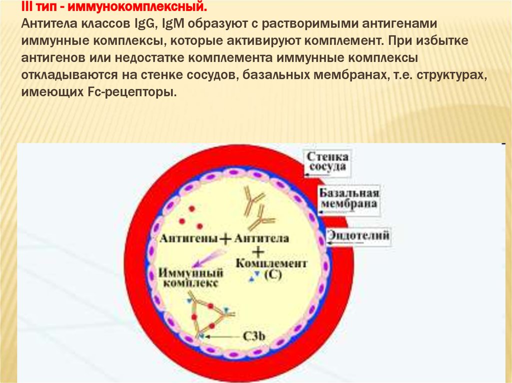 Антитела к базальной мембране. Иммунокомплексный механизм. Третий Тип гиперчувствительности. Иммунокомплексный Тип. Циркулирующие иммунные комплексы ЦИК с1q.