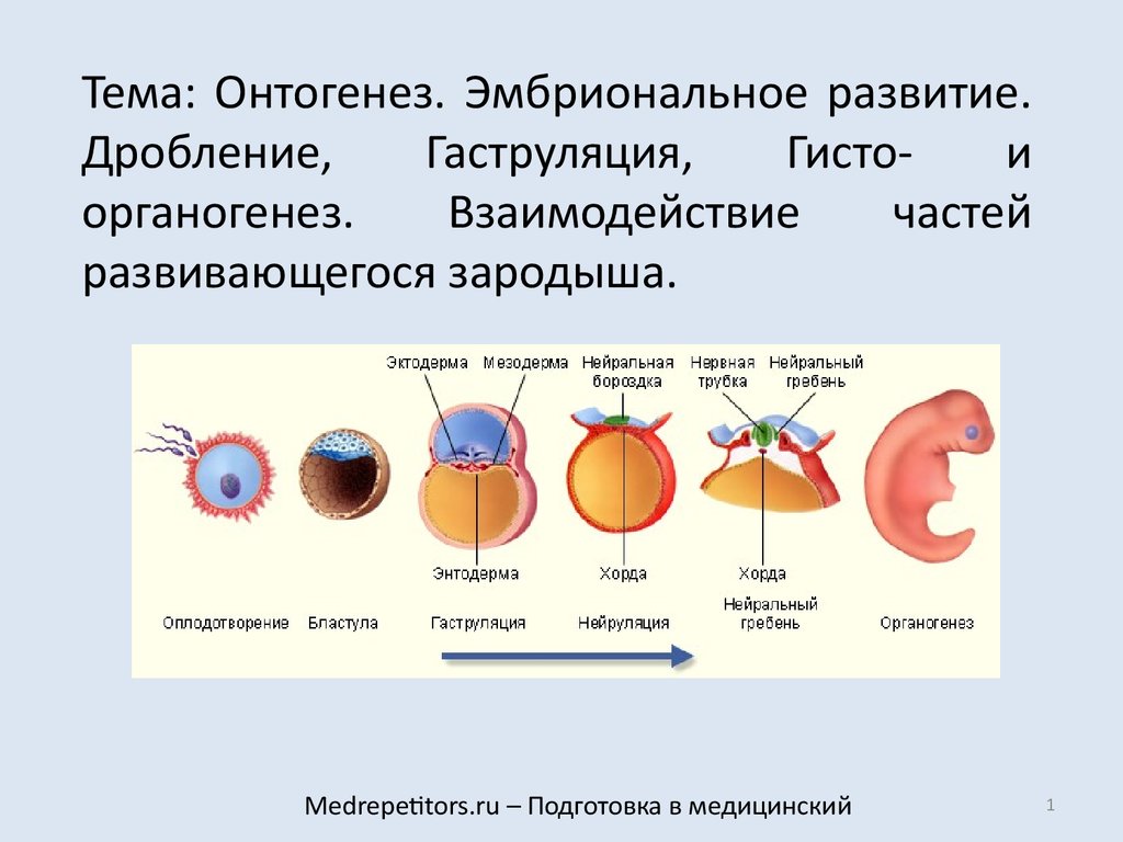 Онтогенез стадии развития зародыша