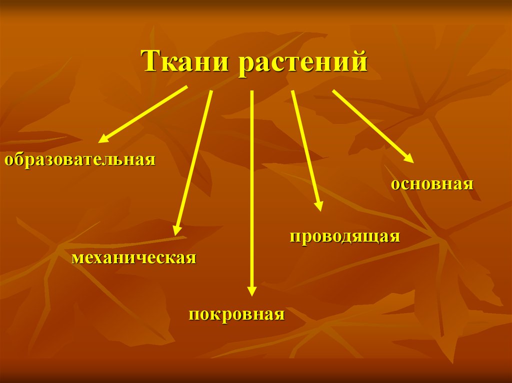 Проводящие образования. Покровная образовательная механическая. Механическая Проводящая образовательная это. Механическое волокно Проводящая или покровная. Выделяют образовательные в покровные механические и основные.