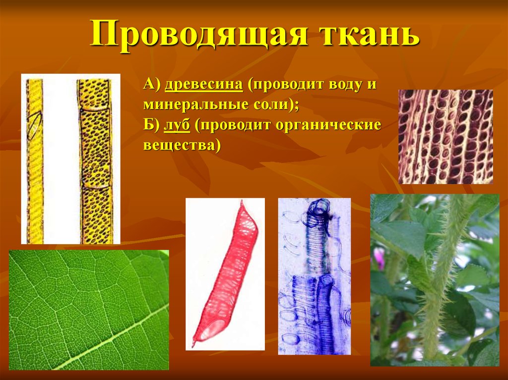 У каких растений появились ткани. Ткани растений Луб и древесина. Проводящая ткань растений 6 класс биология. Проводящая ткань Луб и древесина. Механические и проводящие ткани растений.