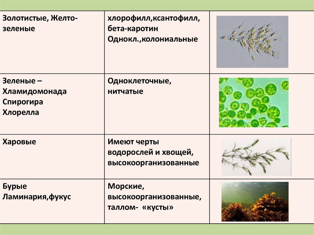 Таблица особенности строения водорослей