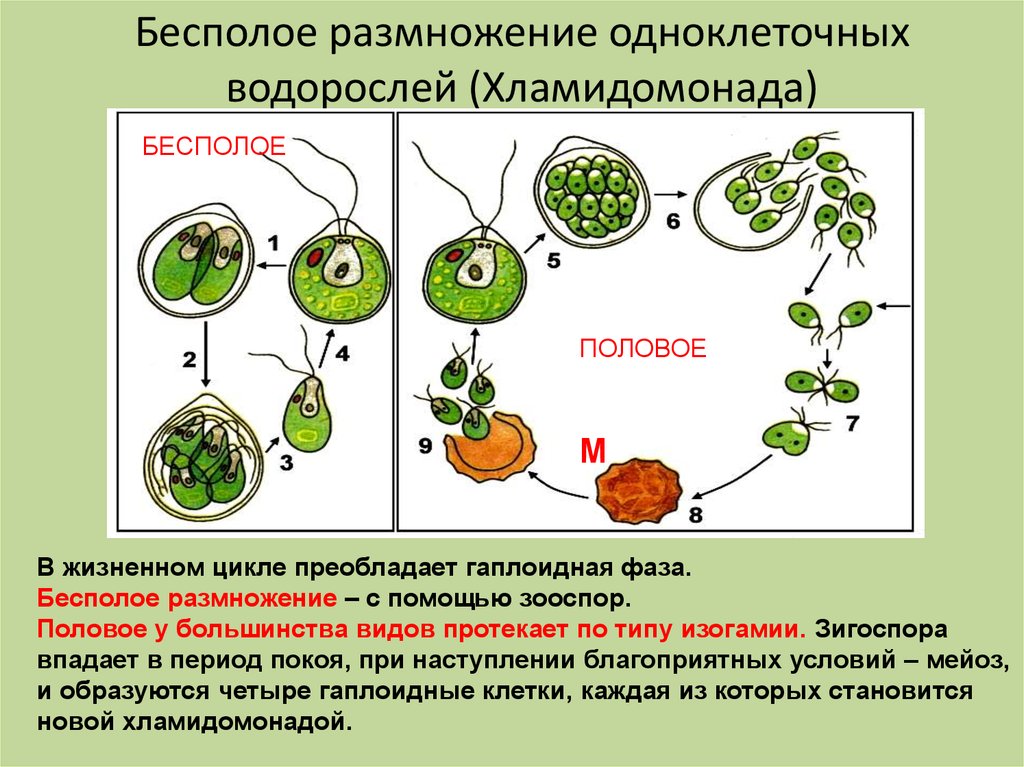 Размножение клеток водорослей. Половое размножение хламидомонады схема. Цикл размножения хламидомонады. Жизненный цикл одноклеточных водорослей схема. Размножение водорослей схема.