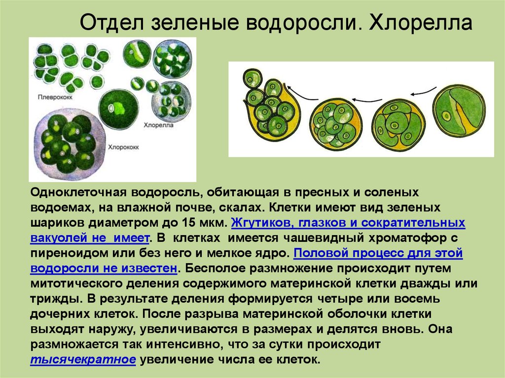 Появление одноклеточных водорослей. Одноклеточная зеленая водоросль хлорелла. Хлорелла плеврококк. Зеленые водоросли хлореллы строение. Клеточное строение хлореллы.