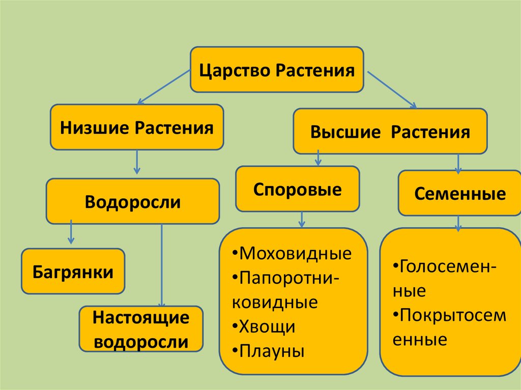 Отделы растений биология 7 класс. Высшие и низшие растения. Споровые и семенные растения.. Систематика семенных растений. Систематика споровых растений. Споровые растения низшие высшие схема.