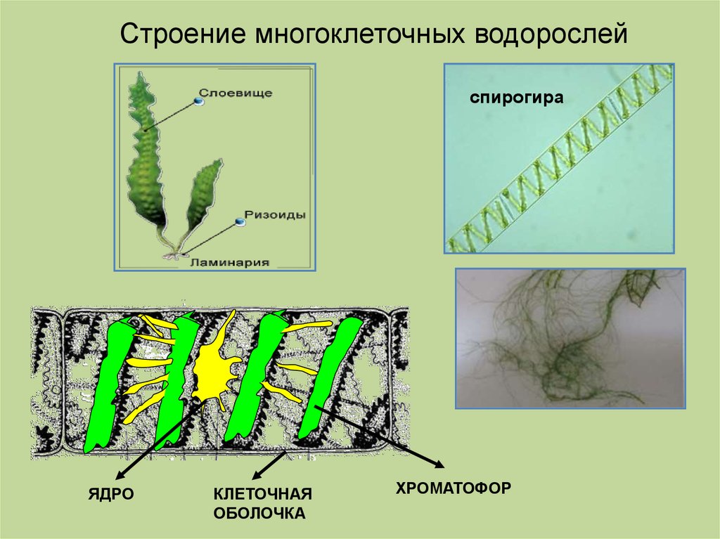 Клетка бурой водоросли. Строение водоросли ламинарии. Спирогира водоросль строение. Вегетативное размножение спирогиры. Ламинария строение клетки.