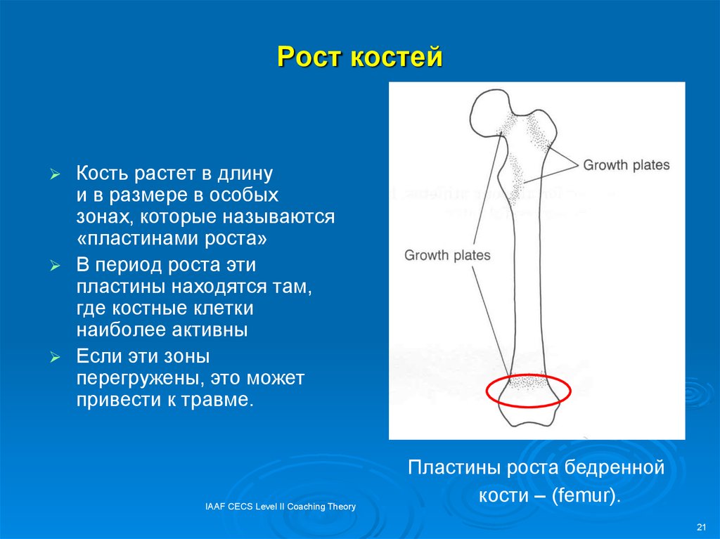 Рост кости в толщину происходит за счет. Зона роста кости. Рост костей. Зоны роста бедренной кости у детей. Рост кости в длину.