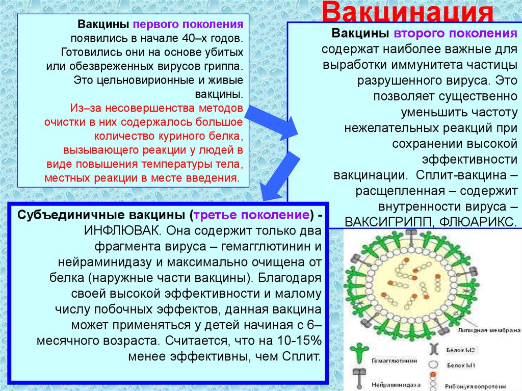 Вирус гриппа содержит. Вакцины первого поколения. В отношении вирусов гриппа активны. Защитники от вируса гриппа. Период выделения вируса гриппа.