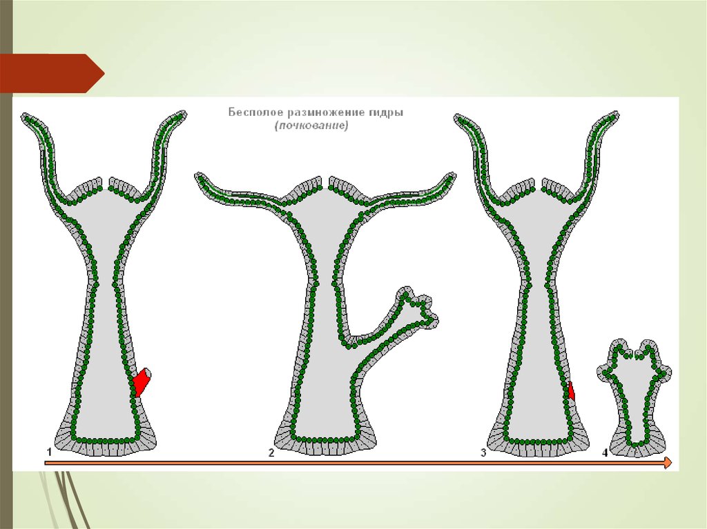 Бесполое размножение гидры. Схема бесполого размножения гидры. Размножение гидры почкованием. Почкование гидры это бесполое размножение. Почкование пресноводной гидры.