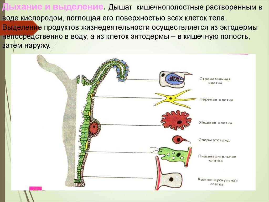 Какие черви кишечнополостные. Гидра Пресноводная строение. Гидра Пресноводная строение клетки. Строение клеток гидры. Тип Кишечнополостные дыхательная система.