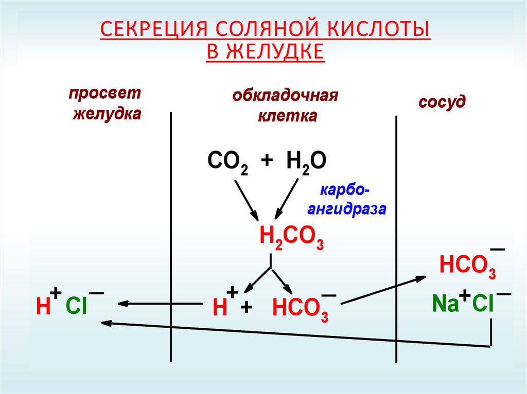 Hci это кислота. Механизм образования соляной кислоты. Механизм образования соляной кислоты биохимия. Секреция соляной кислоты в желудке. Механизм образования соляной кислоты в желудке.