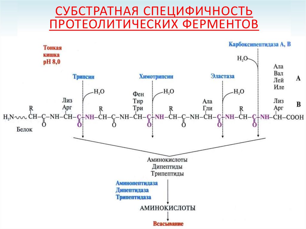 Гидролиз белков пепсином