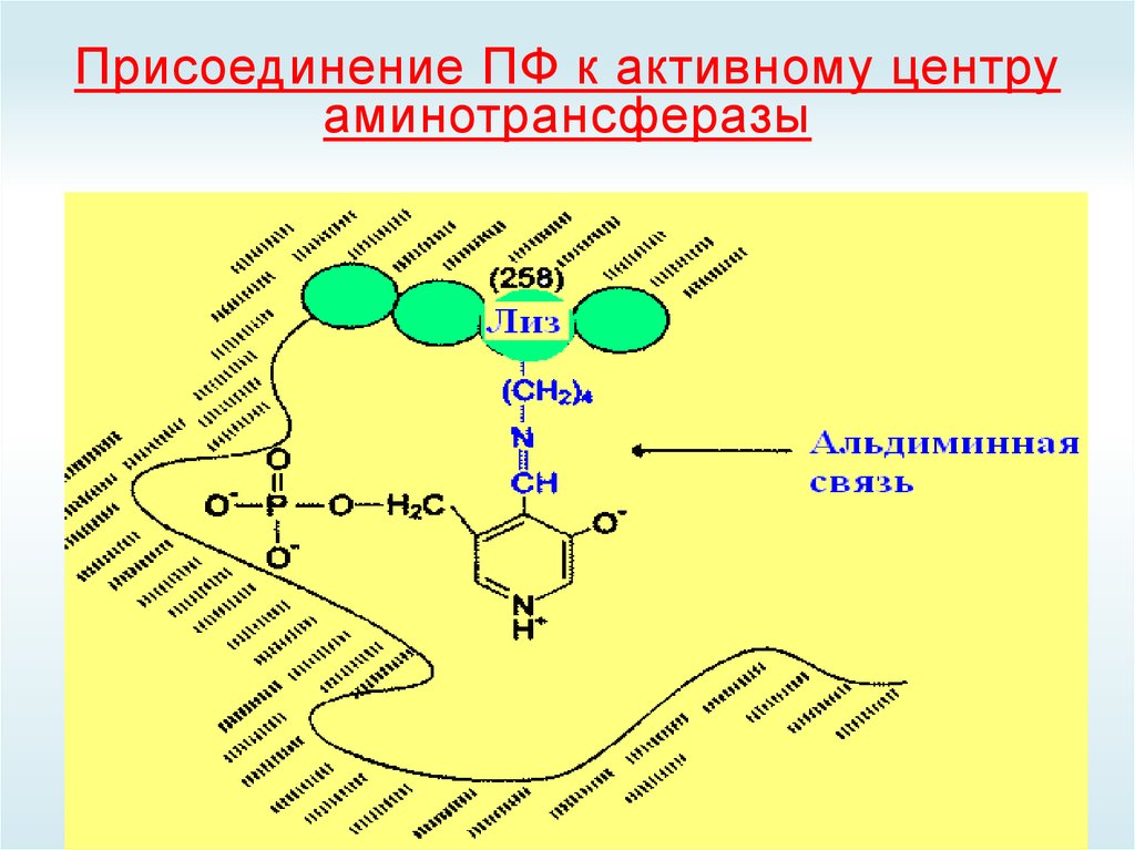 Центры белков. Аминотрансферазы строение. Кофермент аминотрансфераз. Аминотрансферазы участвуют в реакциях. Строение и механизм действия аминотрансфераз.