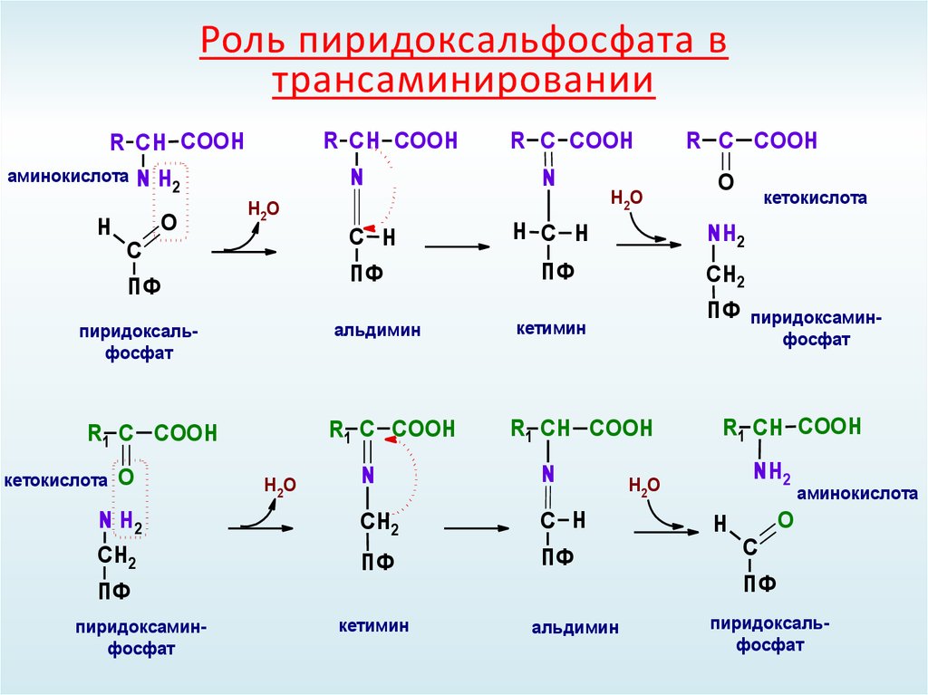 Кетокислоты аминокислот. Механизм реакции трансаминирования аминокислот. Пиридоксальфосфат в реакции трансаминирования. Механизм реакции трансаминирования. Реакция трансаминирования аминокислот витамин.
