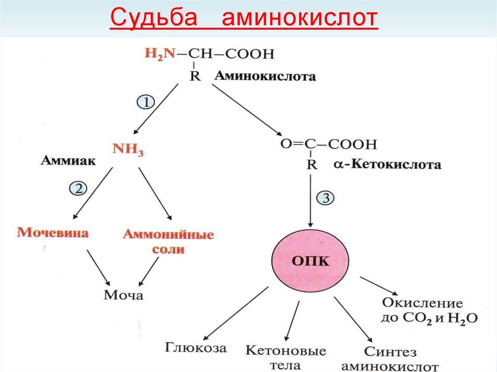 Кетокислоты аминокислот. Аминокислота и аммиак. Аминокислота + Амин. Аминокислота плюс аммиак. Цикл аминокислот.