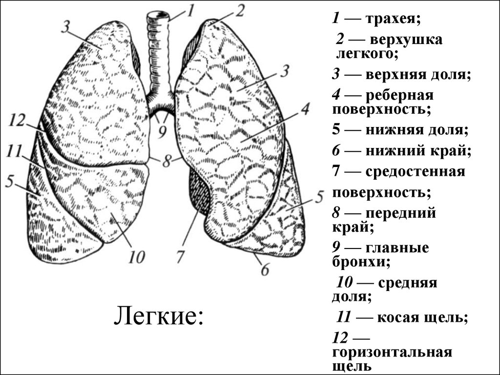 Косая щель легкого