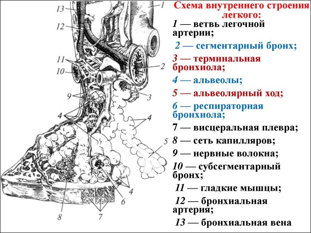 Схема строения легких